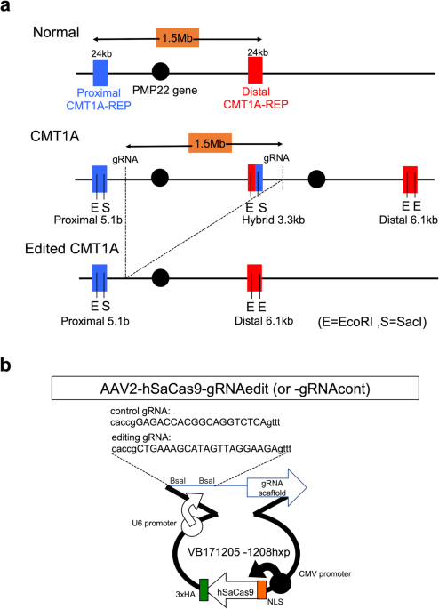 AAV-mediated editing of PMP22 rescues Charcot-Marie-Tooth disease type 1A features in patient-derived iPS Schwann cells - Communications Medicine