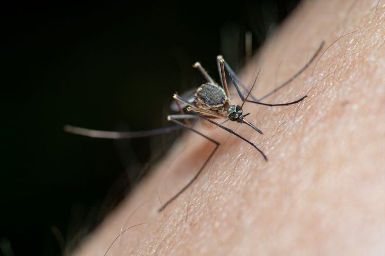 First chikungunya vaccine approved - chikungunya vaccine US FDA approval