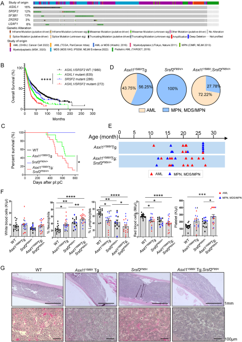 SRSF2 mutation cooperates with ASXL1 truncated alteration to accelerate leukemogenesis - Leukemia