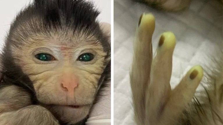 Two images showing the green fluorescence signals in different body parts of the live-birth chimeric monkey at 3 days old.