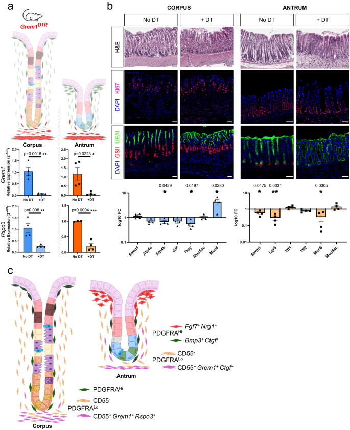 Role of PDGFRA+ cells and a CD55+ PDGFRALo fraction in the gastric mesenchymal niche - Nature Communications