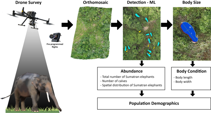 The first use of a photogrammetry drone to estimate population abundance and predict age structure of threatened Sumatran elephants - Scientific Reports