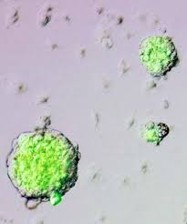 STAP-stem-cells