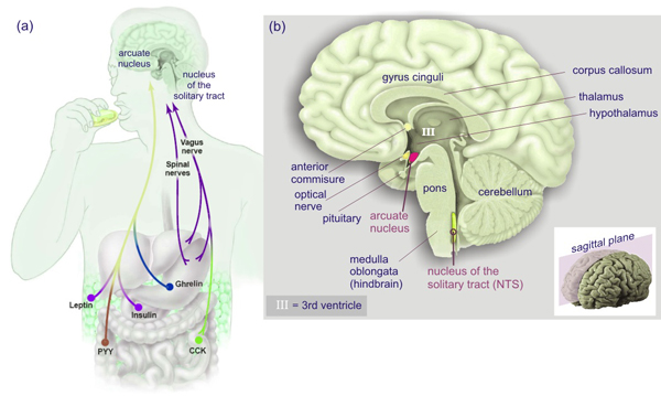 Hypothalamus Diagram
