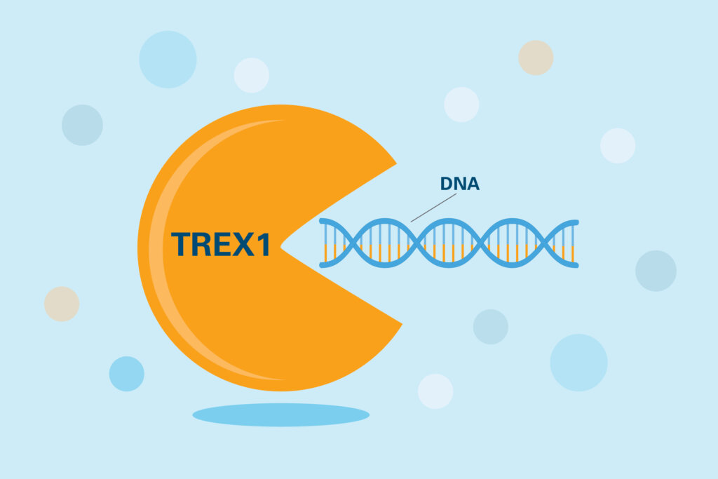 New research by Dana-Farber scientists demonstrates that cancer cells can use the TREX1 protein to silence genes that might summon an immune system attack on the cells.
