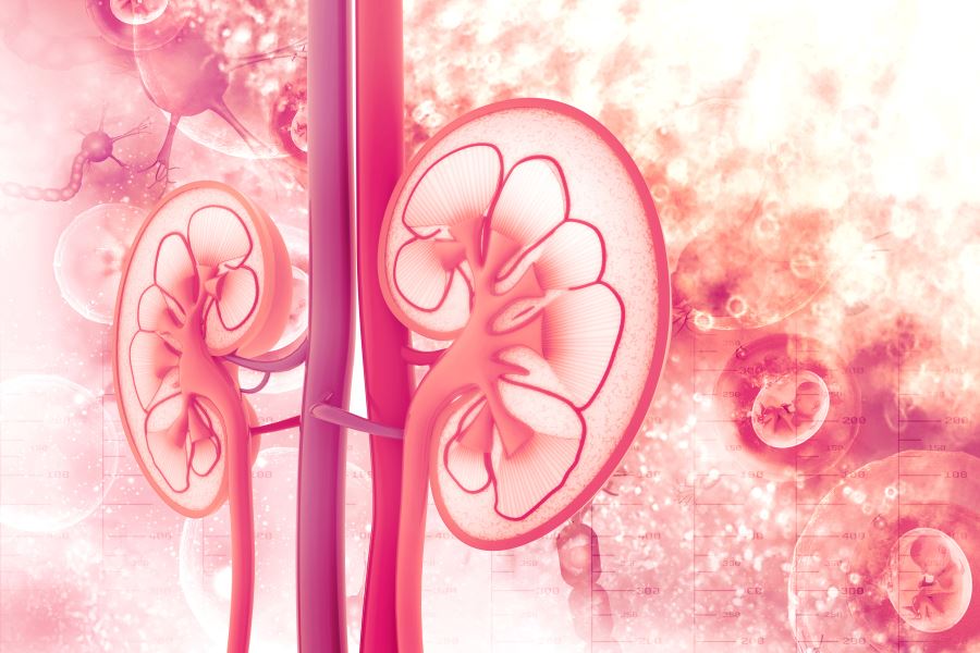 Drug Classes That Increase AKI Risk In ICU Patients Identified - Renal And Urology News - Renal.PlatoHealth.ai