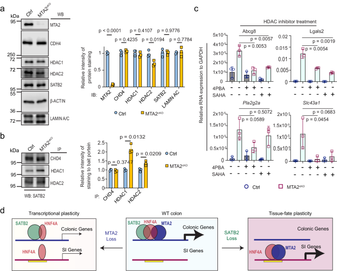 A MTA2-SATB2 chromatin complex restrains colonic plasticity toward small intestine by retaining HNF4A at colonic chromatin - Nature Communications