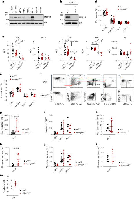 Aging-induced MCPH1 translocation activates necroptosis and impairs hematopoietic stem cell function - Nature Aging