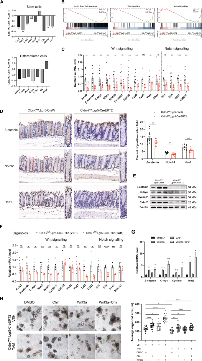 Claudin-7 is essential for the maintenance of colonic stem cell homoeostasis via the modulation of Wnt/Notch signalling - Cell Death & Disease
