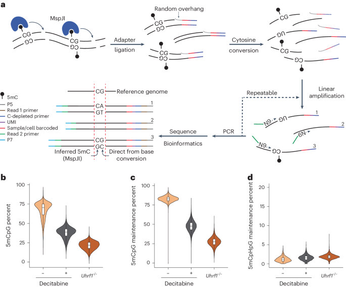 Combinatorial quantification of 5mC and 5hmC at individual CpG dyads and the transcriptome in single cells reveals modulators of DNA methylation maintenance fidelity - Nature Structural & Molecular Biology