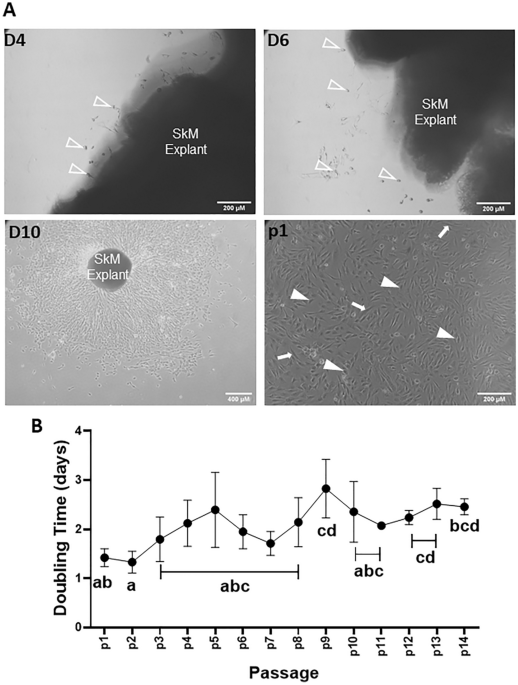 Derivation and long-term maintenance of porcine skeletal muscle progenitor cells - Scientific Reports