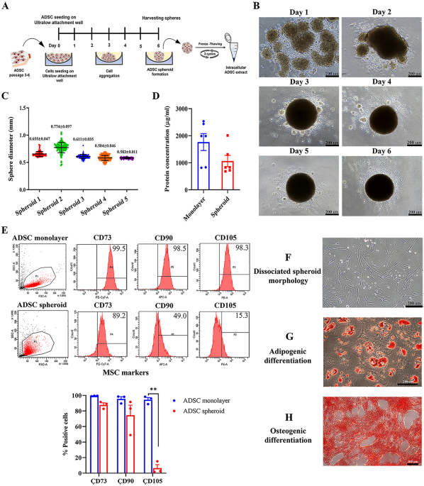 Enhanced potent immunosuppression of intracellular adipose tissue-derived stem cell extract by priming with three-dimensional spheroid formation - Scientific Reports
