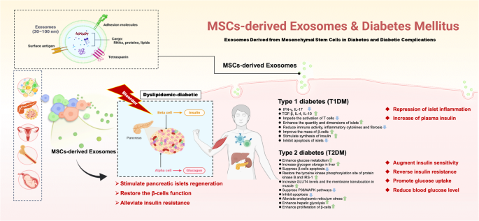 Exosomes derived from mesenchymal stem cells in diabetes and diabetic complications - Cell Death & Disease