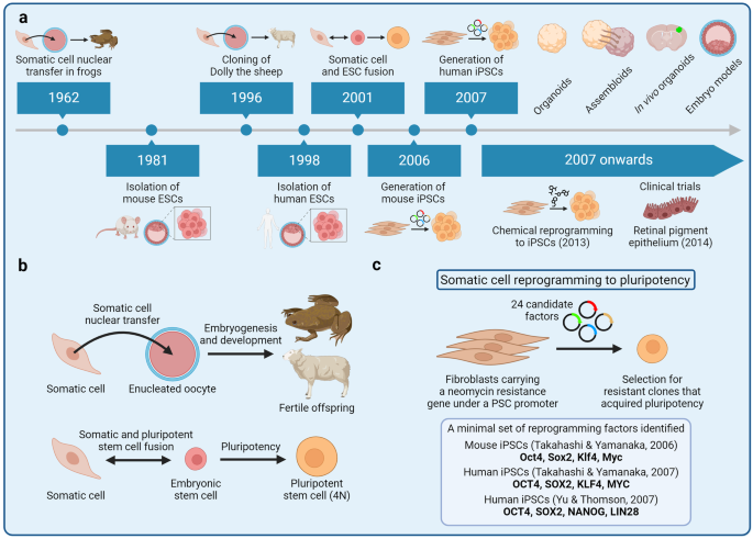Induced pluripotent stem cells (iPSCs): molecular mechanisms of induction and applications - Signal Transduction and Targeted Therapy