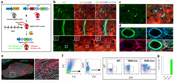 Lineage tracing reveals a novel PDGFRβ+ satellite cell subset that contributes to myo-regeneration of chronically injured rotator cuff muscle - Scientific Reports