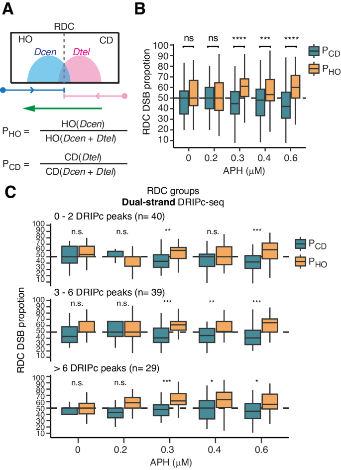 Linear interaction between replication and transcription shapes DNA break dynamics at recurrent DNA break Clusters - Nature Communications