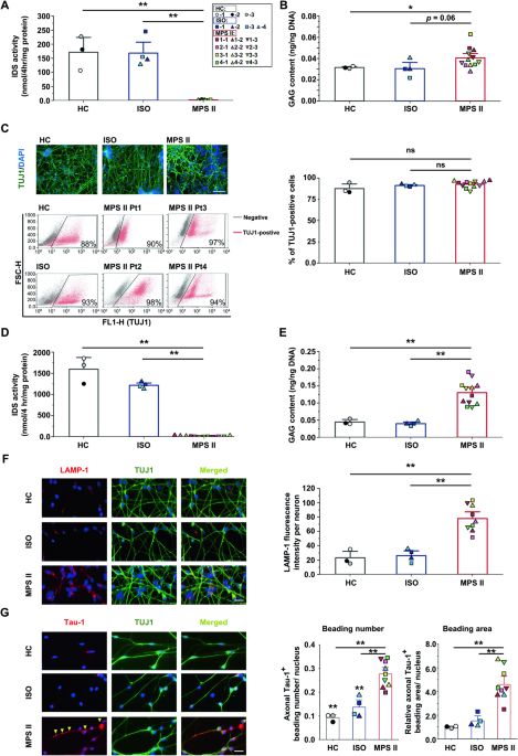 Mature neurons from iPSCs unveil neurodegeneration-related pathways in mucopolysaccharidosis type II: GSK-3β inhibition for therapeutic potential - Cell Death & Disease