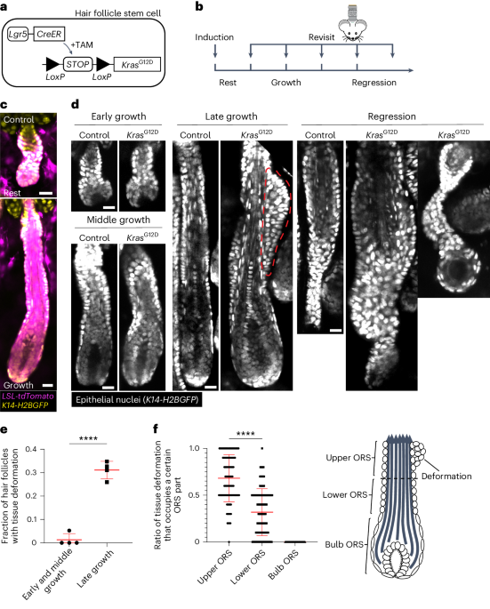 Oncogenic Kras induces spatiotemporally specific tissue deformation through converting pulsatile into sustained ERK activation - Nature Cell Biology