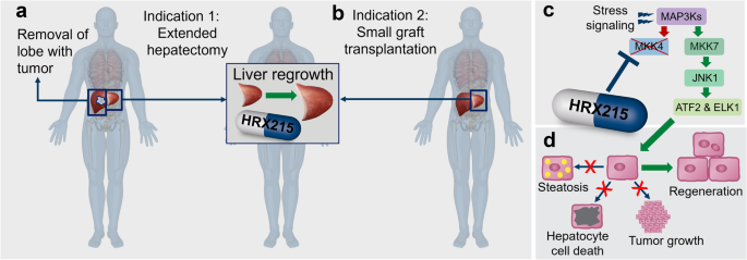 Prometheus 2.0: drug-induced liver regeneration arising - Cell Research