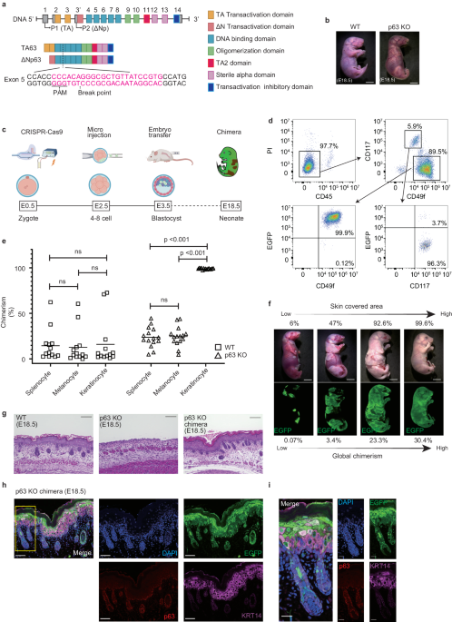 Skin graft with dermis and appendages generated in vivo by cell competition - Nature Communications