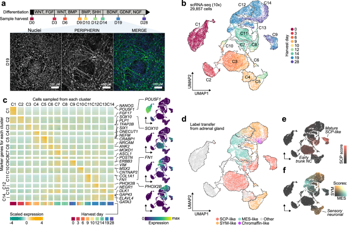 A human neural crest model reveals the developmental impact of neuroblastoma-associated chromosomal aberrations - Nature Communications