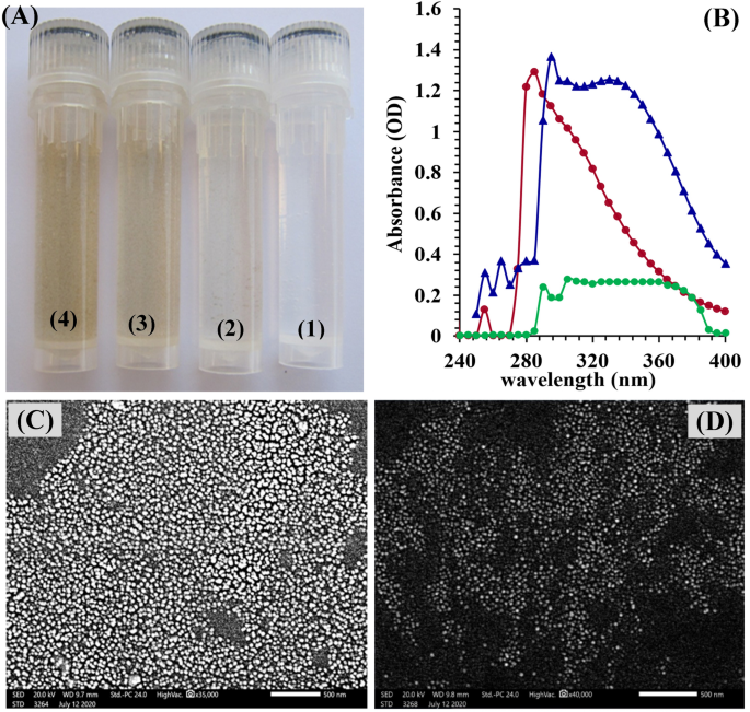 A sustainable green-approach for biofabrication of chitosan nanoparticles, optimization, characterization, its antifungal activity against phytopathogenic Fusarium culmorum and antitumor activity - Scientific Reports