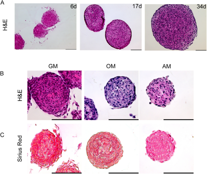 Aggregation of human osteoblasts unlocks self-reliant differentiation and constitutes a microenvironment for 3D-co-cultivation with other bone marrow cells - Scientific Reports