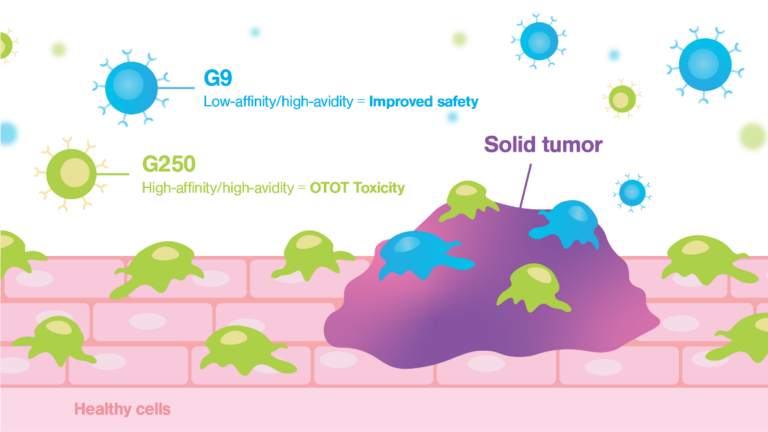 Cell avidity-tuning ensures safe CAR-T therapy for solid tumors
