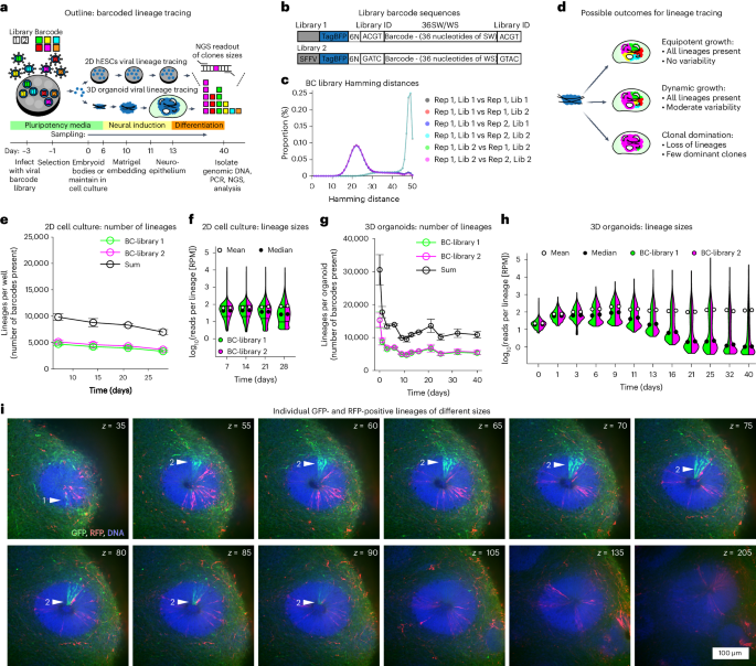 Cerebral organoids display dynamic clonal growth and tunable tissue replenishment - Nature Cell Biology
