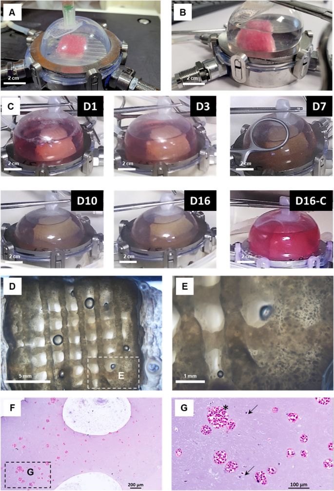 Confined bioprinting and culture in inflatable bioreactor for the sterile bioproduction of tissues and organs - Scientific Reports