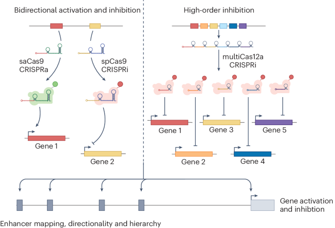 Decoding gene regulation with CRISPR perturbations - Nature Biotechnology
