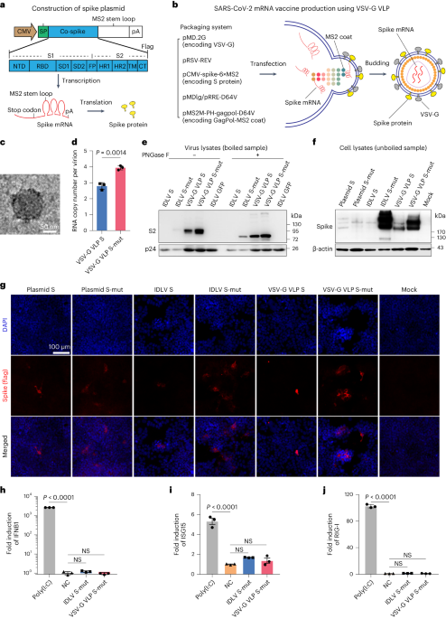 Dendritic-cell-targeting virus-like particles as potent mRNA vaccine carriers - Nature Biomedical Engineering