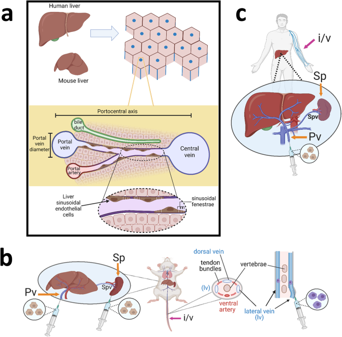 Exploiting in silico modelling to enhance translation of liver cell therapies from bench to bedside - npj Regenerative Medicine
