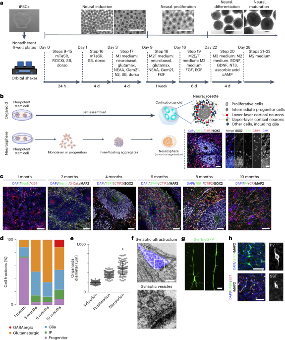 Generation of ‘semi-guided’ cortical organoids with complex neural oscillations - Nature Protocols