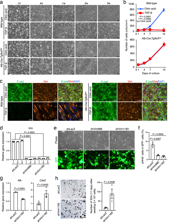 Hepatocytes differentiate into intestinal epithelial cells through a hybrid epithelial/mesenchymal cell state in culture - Nature Communications