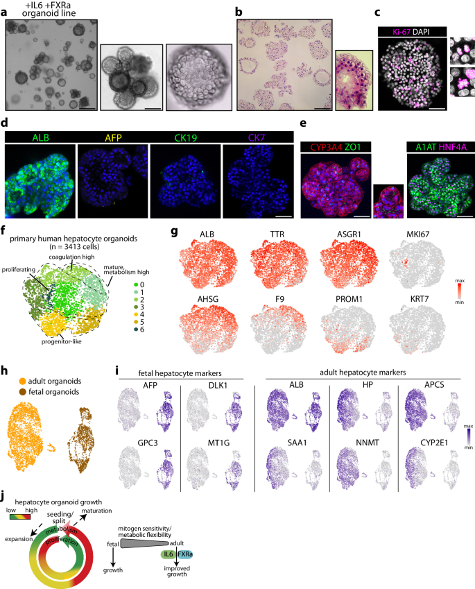 Mapping of mitogen and metabolic sensitivity in organoids defines requirements for human hepatocyte growth - Nature Communications