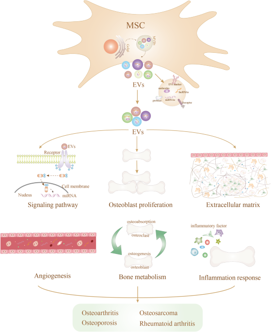 Mesenchymal stem cell-derived extracellular vesicles: a regulator and carrier for targeting bone-related diseases - Cell Death Discovery
