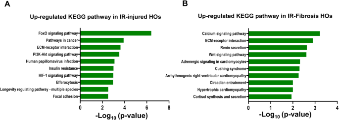 Modeling acute myocardial infarction and cardiac fibrosis using human induced pluripotent stem cell-derived multi-cellular heart organoids - Cell Death & Disease