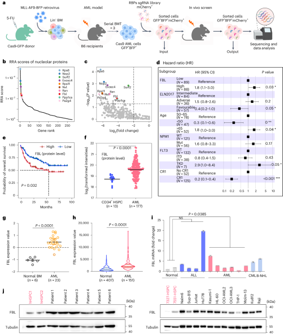 Phase separation-competent FBL promotes early pre-rRNA processing and translation in acute myeloid leukaemia - Nature Cell Biology