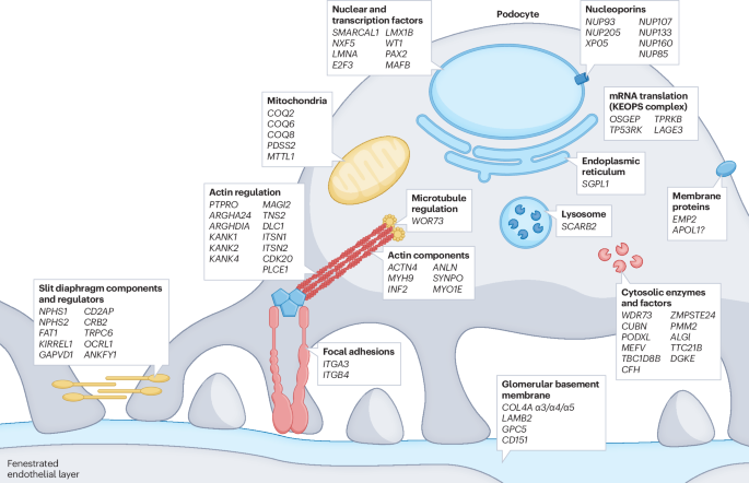 Podocyte-targeted Therapies — Progress And Future Directions - Nature Reviews Nephrology - Renal.PlatoHealth.ai