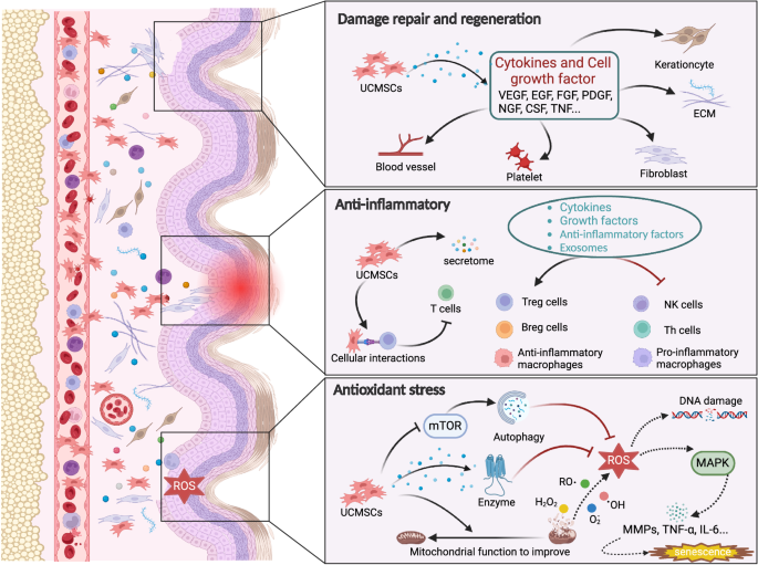Role of umbilical cord mesenchymal stromal cells in skin rejuvenation - npj Regenerative Medicine