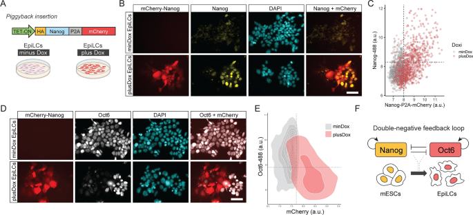 転写因子OCT6はNanogを抑制し、形成状態遺伝子制御ネットワークを活性化することにより、ナイーブ多能性状態の解消を促進する - 科学レポート