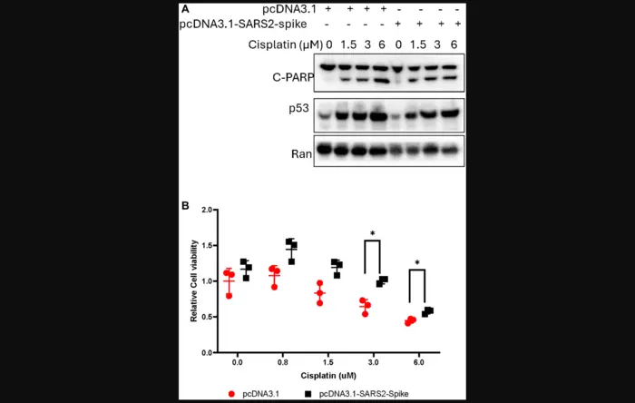 Transfected SARS-CoV-2 spike DNA suppresses cancer cell response to