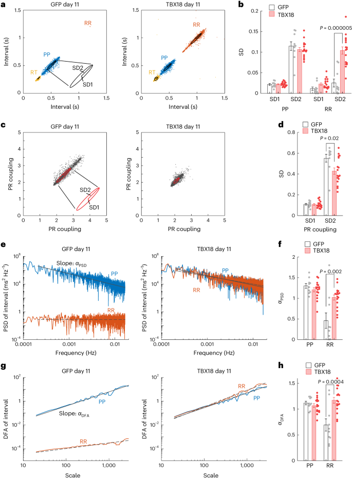 Transient pacing in pigs with complete heart block via myocardial injection of mRNA coding for the T-box transcription factor 18 - Nature Biomedical Engineering
