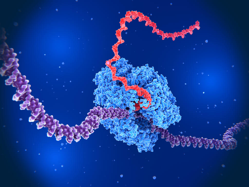 An illustration of an enzyme unwinding a DNA strand to produce an RNA strand.
